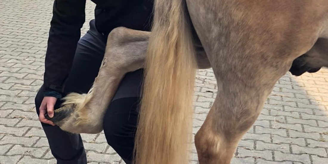 Pferdeosteopathie im Winter